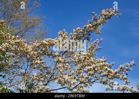 Glatte Teebeere, Amelanchier Lavisblüten Stockfoto