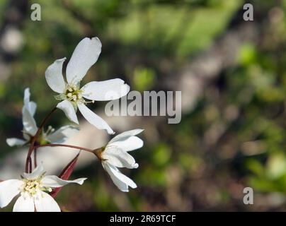 Glatte Teebeere, Amelanchier Lavisblüten Stockfoto