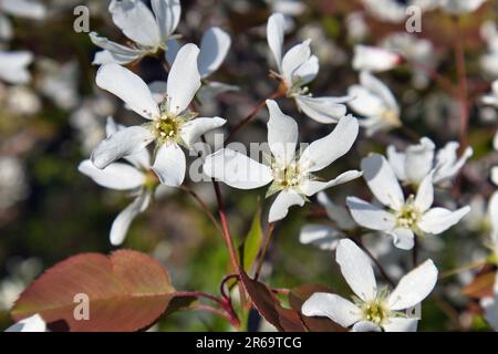 Glatte Teebeere, Amelanchier Lavisblüten Stockfoto