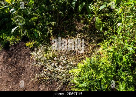 Das Gorillennest im Fauna & Flora Garden, entworfen von Jilayne Rickards auf der 2023 RHS Chelsea Flower Show, London, Großbritannien Stockfoto