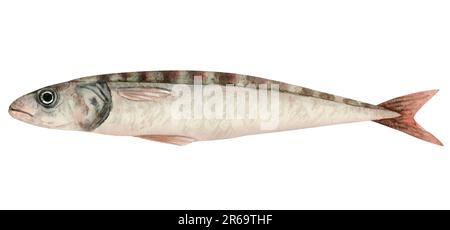 Einzelne Sardinenfische in Aquarellfarben. Frischer atlantischer Fischclipart in Grau, Rot und Grün für Meeresfrüchte-Produkte Stockfoto