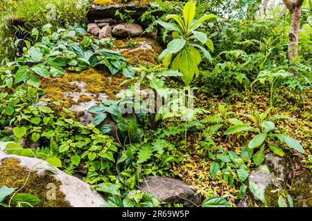 Die tropische Pflanzung im Fauna & Flora Garden, entworfen von Jilayne Rickards auf der 2023 RHS Chelsea Flower Show, London, Großbritannien Stockfoto