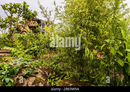 Seitenansicht des Fauna & Flora Garden, entworfen von Jilayne Rickards auf der 2023 RHS Chelsea Flower Show, London, Großbritannien Stockfoto