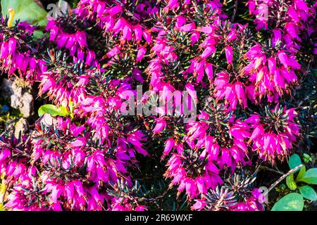 Nahaufnahme von Purple Common Heather (Calluna vulgaris) auf dem Gelände des Old Vicarage, Tintagel, Cornwall, Großbritannien Stockfoto