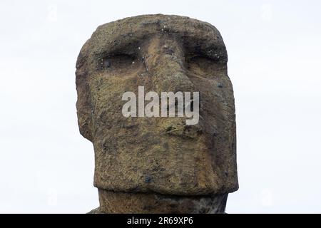 Isoliertes Moai-Denkmal Steinstatue Nahaufnahme vertikales Porträt Vorderansicht, weißer Hintergrund. Ahu Tongariki Site, Osterinsel Rapa Nui Chile Stockfoto