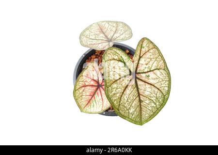 Caladiums bicolor Pflanze isoliert auf weißem Hintergrund Stockfoto