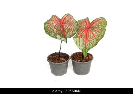 Caladiums bicolor Pflanze isoliert auf weißem Hintergrund Stockfoto