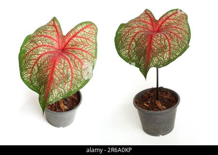 Caladiums bicolor Pflanze isoliert auf weißem Hintergrund Stockfoto