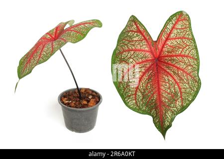 Caladiums bicolor Pflanze isoliert auf weißem Hintergrund Stockfoto