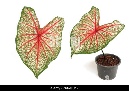Caladiums bicolor Pflanze isoliert auf weißem Hintergrund Stockfoto
