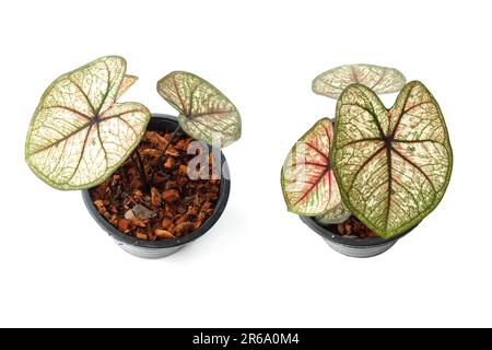 Caladiums bicolor Pflanze isoliert auf weißem Hintergrund Stockfoto