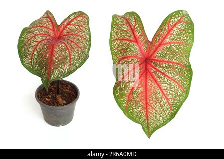 Caladiums bicolor Pflanze isoliert auf weißem Hintergrund Stockfoto