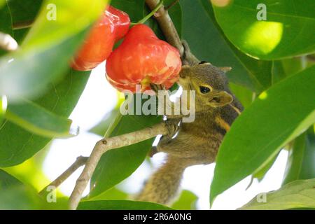 Ein Sri-lankisches Eichhörnchen, das Jambu am Baum isst Stockfoto