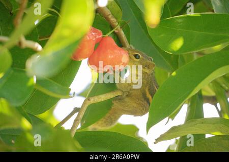 Ein Sri-lankisches Eichhörnchen, das Jambu am Baum isst Stockfoto