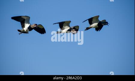 Mehrere südliche Lapwings (Vanellus chilensis) im Flug, Provinz Entre Rios, Argentinien, Argentinien Stockfoto