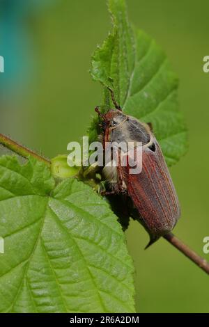 Maikäfer, Feldhahnenkäfer (Melolontha melolontha), weiblich auf einem Ast mit Blättern, Wilden, Nordrhein-Westfalen, Deutschland Stockfoto