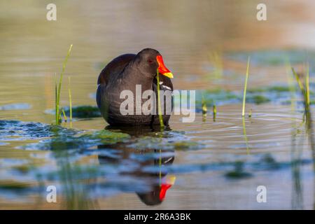 Gemeine Moorhen (Gallinula chloropus), auch Moorhen, schwimmen im Wasser, Futtersuche, Nationalpark Neusiedl-Seewinkel, Burgenland, Österreich Stockfoto