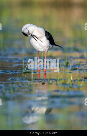 Schwarzflügelstiel (Himantopus himantopus), Bärenpferde im Wasser, Nationalpark Neusiedl-Seewinkel, Burgenland, Österreich Stockfoto