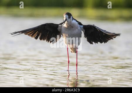 Schwarzflügelstiel (Himantopus himantopus), mit Flügeln im Wasser, Nationalpark Neusiedl-Seewinkel, Burgenland, Österreich Stockfoto