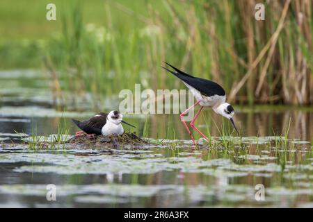 Schwarzflügelstiel (Himantopus himantopus), im Nest im Wasser, Nationalpark Neusiedl-Seewinkel, Burgenland, Österreich, Europa Stockfoto