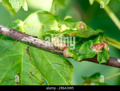 Ahorn (Acer) mit Gallen, Nordrhein-Westfalen, Deutschland Stockfoto