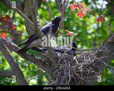 Kapuzenkrähen (Corvus cornix) mit Zweig im Schnabel, der ein Nest baut, Friedenau, Berlin, Deutschland Stockfoto