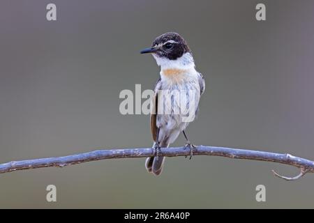 Kanarische Inseln Stonechat (Saxicola dacotiae), männlich, Fuerteventura, Spanien Stockfoto