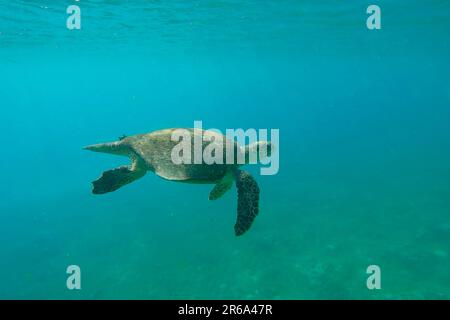 Sehr alte männliche Hawksbill Sea Turtle oder Bissa (Eretmochelys imbricata) schwimmen in blauer Wassersäule an einem sonnigen Tag in den Sonnenstrahlen Stockfoto