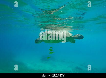 Große grüne Meeresschildkröte (Chelonia mydas) mit einer Gruppe von goldenen Trevally-Fischen (Gnathanodon speciosus) schwimmt unter der Oberfläche von blauem Wasser an einem sonnigen Tag in B Stockfoto