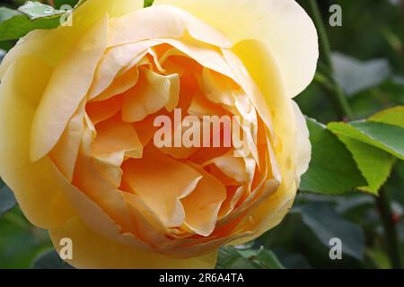 Gelbe Rose Graham Thomas, gelbe Rose Graham Thomas Stockfoto