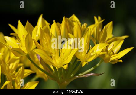 Goldlauch, Goldener Knoblauch (Allium moly) Stockfoto