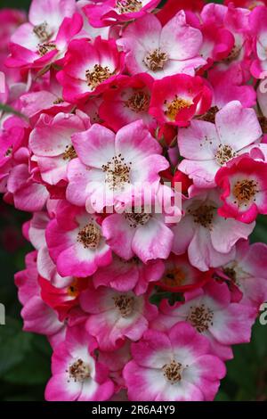 Strauchrose Mozart, Strauchrosen Mozart Stockfoto