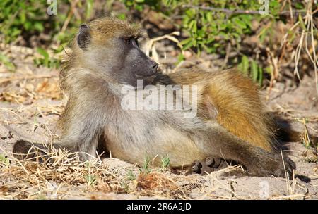 Liegender Pavian, gelber Pavian (papio cynocephalus), Chobe, Botsuana, Savannapavian, Botsuana Stockfoto