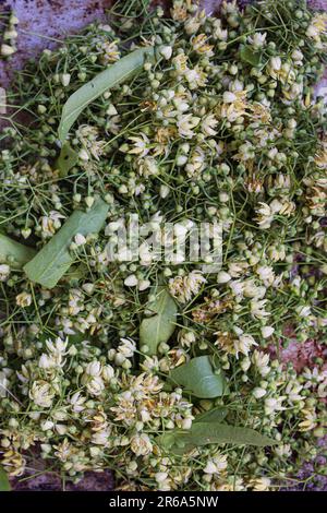 Linden Blüten und Bract Ernte Stockfoto