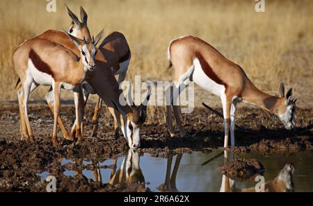 Springbock, zentrales Kalahari Wildreservat, Botsuana, Springboks (Antidorcas marsupialis) Stockfoto