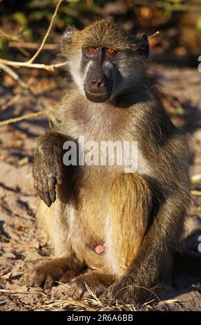 Gelber Pavian (papio cynocephalus), gelber Pavian, Chobe, Botsuana, Savannapavian, Botsuana Stockfoto