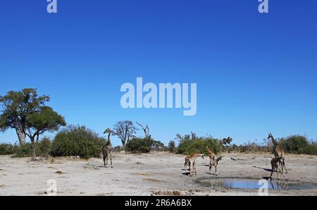 Giraffen (Giraffa camelopardalis) im Chobe-Nationalpark, Savuti, Botsuana, Giraffen im Chobe-Nationalpark, Botsuana Stockfoto