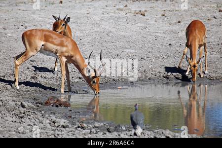 Impalas im Chobe-Nationalpark, Savuti, Botsuana, Impalas im Chobe-Nationalpark, Botsuana Stockfoto