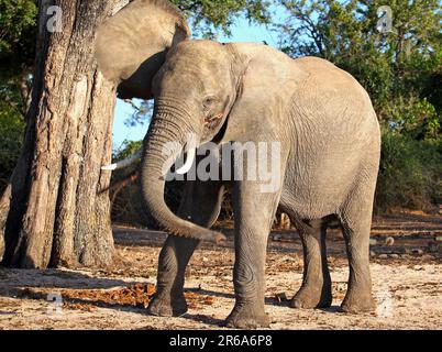 Drohender Elefant am Ufer des Chobe, Botswana, Loxodonta africana, wütender Elefant am Flussufer von Chobe, Botsuana Stockfoto