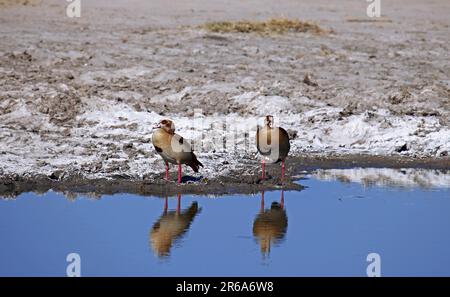 Nilg Stockfoto