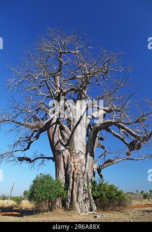 Baobab im South Luangwa National Park, Sambia, Baobab, Sambia Stockfoto