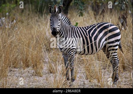 Zebra im South Luangwa National Park, Sambia, Zebra im South Luangwa National Park, Sambia Stockfoto