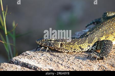 Nilwaran im Kruger Nationalpark, S. Stockfoto