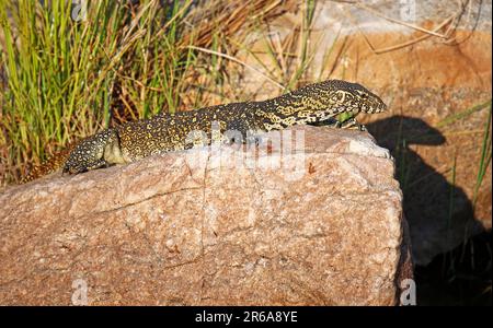 Nilwaran im Kruger Nationalpark, S. Stockfoto