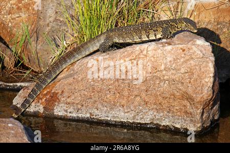 Nilwaran im Kruger Nationalpark, S. Stockfoto