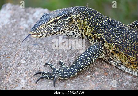 Nilwaran im Kruger Nationalpark, S. Stockfoto