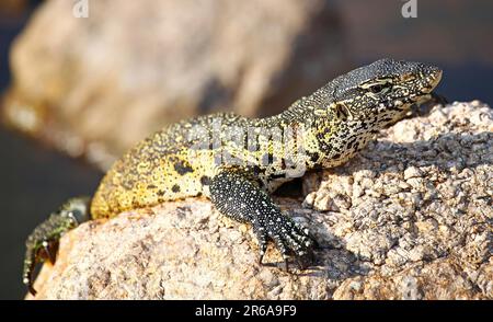 Nilwaran im Kruger Nationalpark, S. Stockfoto