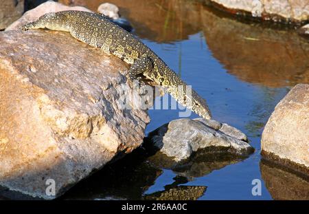 Nilwaran im Kruger Nationalpark, S. Stockfoto