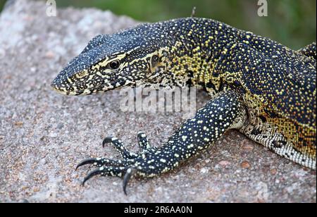 Nilwaran im Kruger Nationalpark, S. Stockfoto