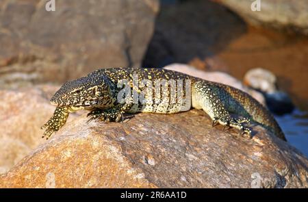 Nilwaran im Kruger Nationalpark, S. Stockfoto